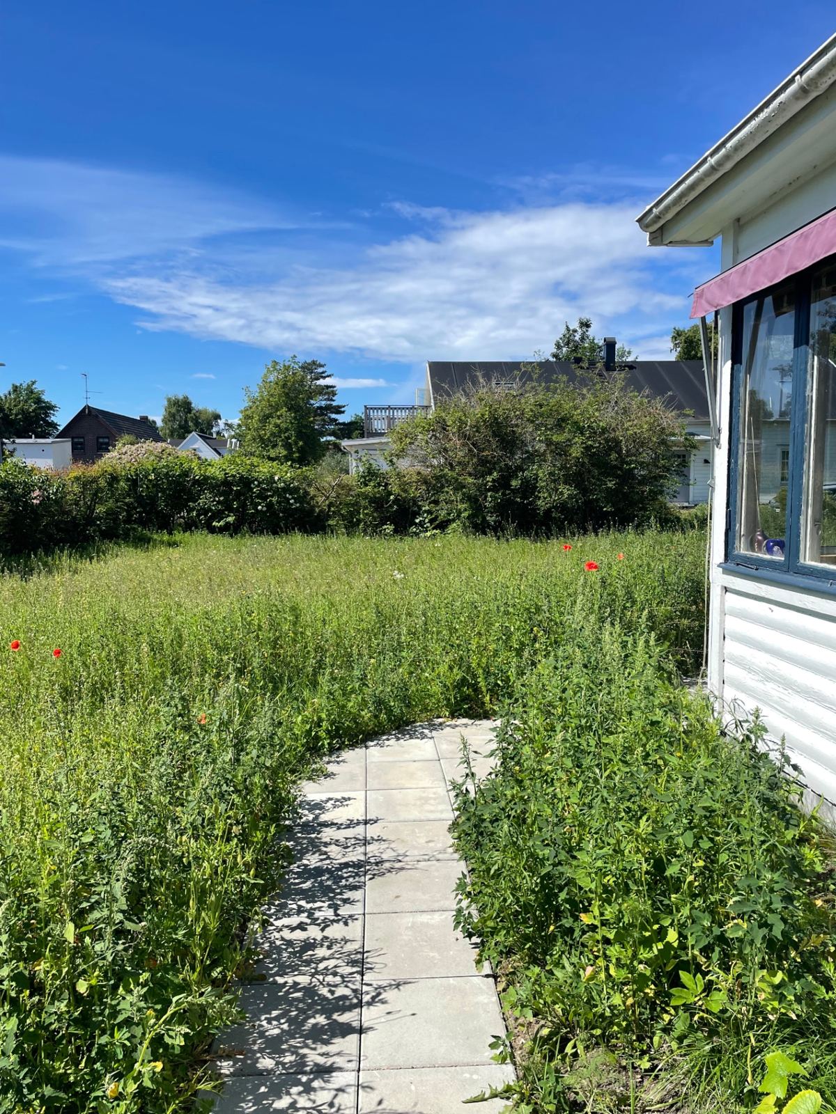 Ogräsbevuxen gräsmatta med höga ogräs och vallmo framför huset