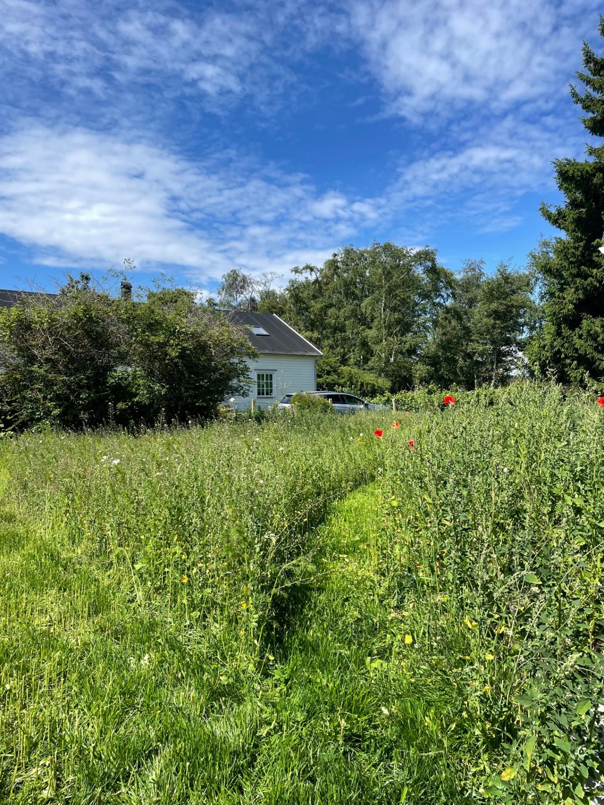 Hög vegetation med vallmo innan klippning