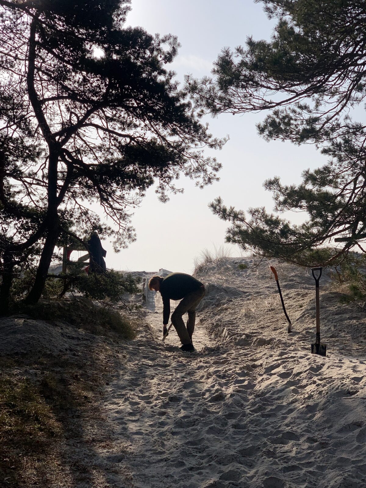 Vi gräver för hand i sanddynerna i Ljunghusen